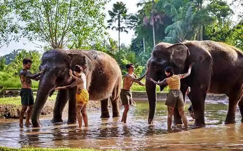 about elephant mud fun about elephant mud fun